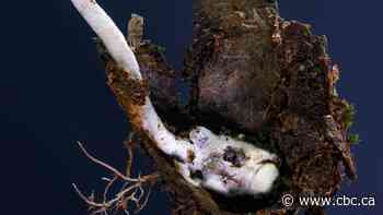 Scientists discover rare fungus that infects and takes over the bodies of spiders