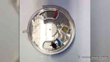 See how bumblebees solve a puzzle by watching other bumblebees