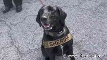 Meet Maggie, Broward County's First Cadaver Dog