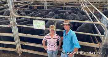 Armidale weaners "dearer" for better cattle