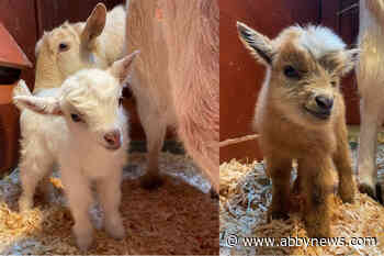 Tragic birth in Victoria petting zoo leads to happy beginnings for 2 mama goats