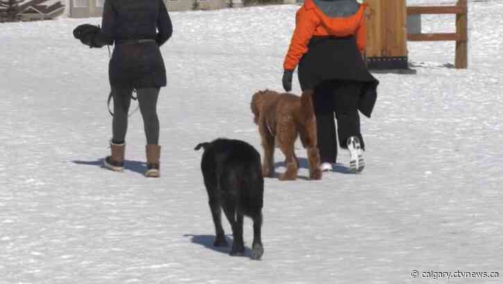 Researchers determine how much 'dog doo' is hiding in Calgary parks