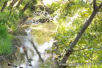 Kein PFAS-Gifstoff in der Nethe nachweisbar