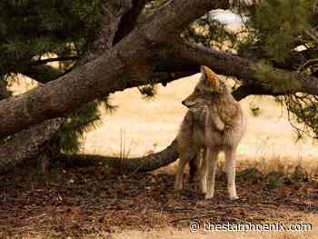 Saskatoon police issue warning about coyotes