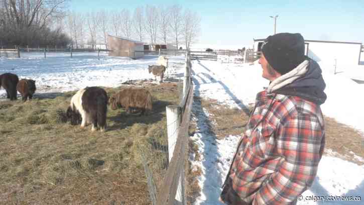 No sanctuary here: Animal rescue operation faces threat of closure after permit denied