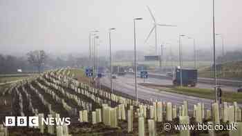 Trees to be replanted by A14 after mass death