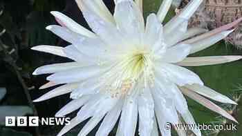 Cambridge moonflower: Rare bloom flowers again