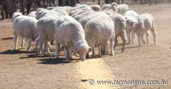 Lamb survival trial desperate for producer input