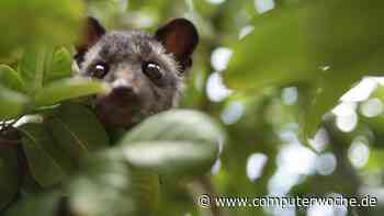 Civet Language: Das bessere TypeScript?