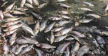 Popular Victorian lake's fish found to have run out of oxygen