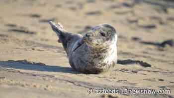 Outer Banks photographer shares video of grey seal pup taking a rest on the beach