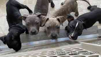 How 'Paws for Charity' helps abused, neglected animals in Hampton Roads