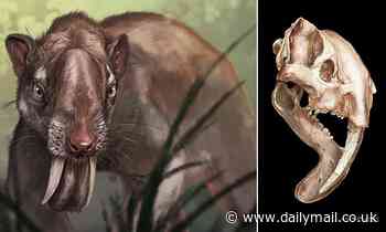 Meet the three million-year-old sabretooth marsupial with ever-growing TEETH