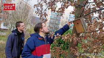 Gefährliche Schräglage auf dem Winzerlaer Piepwohnungsmarkt: 30 Nistkästen im kritischen Zustand