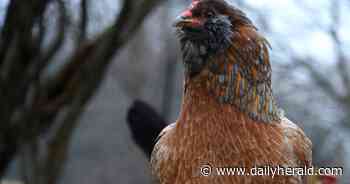 Des Plaines tentatively expands backyard chicken program