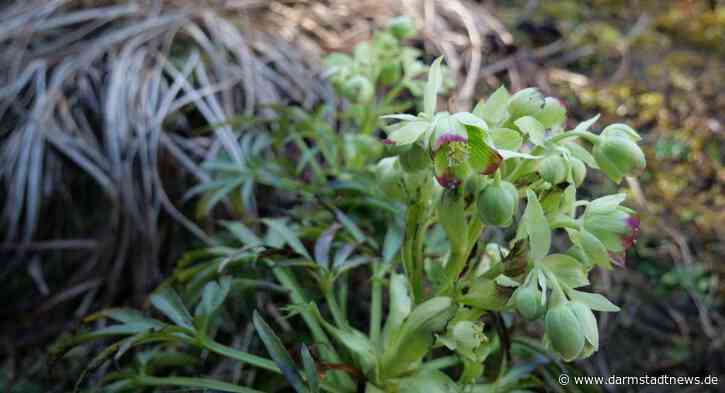 Der Frühjahrsputz im Garten sollte aus ökologischen Gründen noch warten