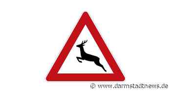 Tiere kennen keine Sommerzeit  – ADAC rät zu angepasster Fahrweise