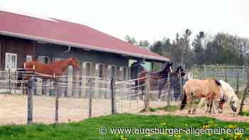 Bei Tierarzt-Untersuchung ausgebüxt: Pferd haut ab und läuft B312 entlang
