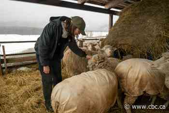 Visit northwestern Ontario's newest sheep farm, where all's wool that ends wool