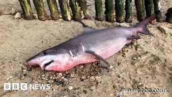 Hampshire shark: Appeal for head to be returned