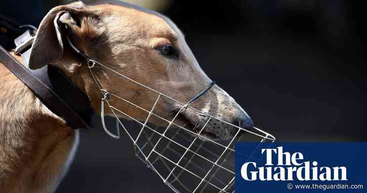 Victorian MP to call for compulsory digital system to track illegally exported greyhounds