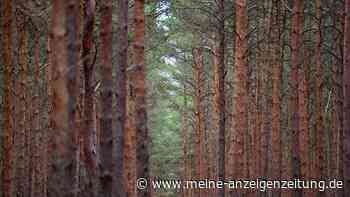 Naturschutzranger: Den Wald auch mal in Ruhe lassen
