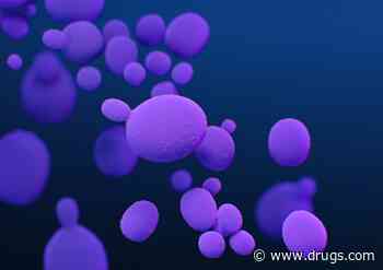 Recent Years Have Seen Candida Auris Cases, Transmission Increase