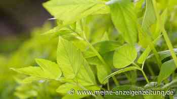 Giersch im Garten lässt sich mit einer einfachen Methode bekämpfen: Durch Aufessen