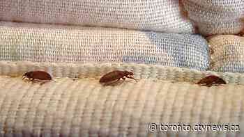 This city was just named the worst in Canada for bed bugs for the third straight year