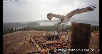 Ospreys set to return to Northumberland in coming days - here's how you can see them