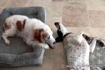 Ils retrouvent leur chien criblé de plombs, ce couple varois soupçonne le voisinage