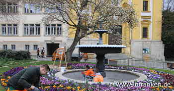 Kitzingen: Gärtner lassen Kitzingen erblühen - und geben wertvolle Tipps für den heimischen Garten