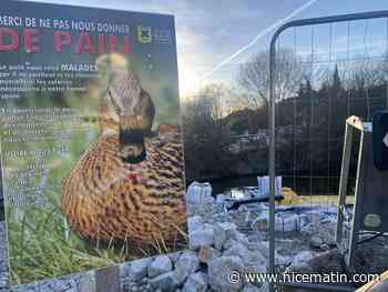 Canards, poules d’eau, hérons... Plusieurs animaux du Loup délogés par des travaux en pleine période de nidification à Villeneuve-Loubet