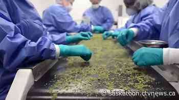 Sask. Polytech awarded licences to study cannabis