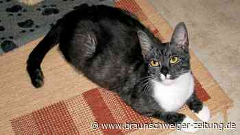 Altkreis Osterode: Vierbeiner suchen ihre Herzensmenschen