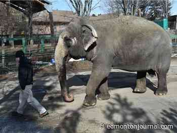 'Zoo staff is extraordinary:' Lucy the elephant at 47 not fit for relocation from Edmonton concludes review