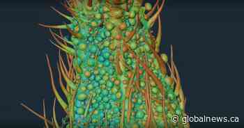 New hyper-detailed images of cannabis help researchers find optimal harvest times