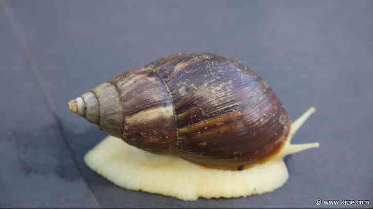 Giant African snail invasion lands part of Florida in quarantine