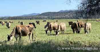 Bovine Ephemeral Fever cases prompt renewed warning for cattle producers