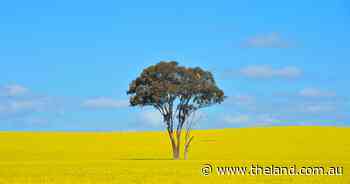Grain growers cautiously optimistic for year ahead