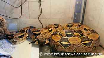 Würgeschlange in Braunschweig in Einkaufstüte ausgesetzt