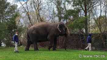 Ailing Lucy the elephant will remain in Edmonton, zoo decides