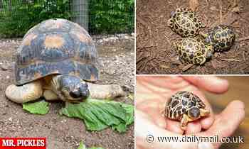 90-year-old tortoise named Mr. Pickles becomes a father of three with his 53-year-old partner