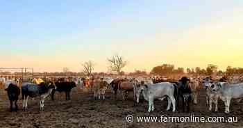 Beef event seeking research to chew on