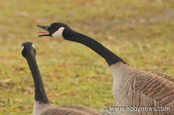 VIDEO: Law-abiding Canada geese obey crosswalk rules in Harrison