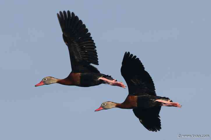 A one-woman mission to save 15 duck eggs from being destroyed in Cedar Park H-E-B parking lot