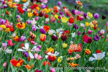 Sweet Scents of Springtime ~ Aayushi Shrestha, Newstead Wood