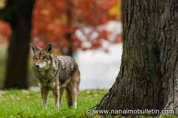 Vancouver park board offers tips on how to ‘respect’ city’s coyotes