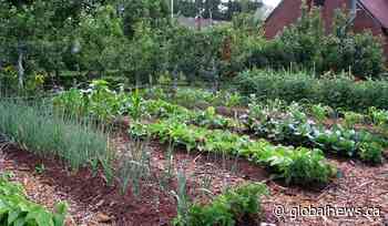 Lethbridge greenhouse sees high demand for seeds amid growing inflation concerns