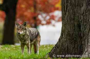 Vancouver park board offers tips on how to ‘respect’ city’s coyotes